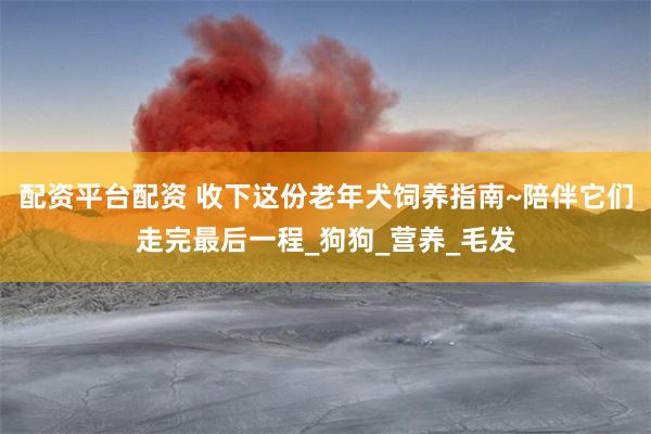 配资平台配资 收下这份老年犬饲养指南~陪伴它们走完最后一程_狗狗_营养_毛发