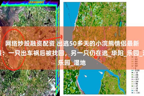 网络炒股融资配资 出逃50多天的小浣熊情侣最新进展：一只出车祸后被找回，另一只仍在逃_华阳_乐园_湿地